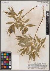 Foto von Salix caudata (Nutt.) A. Heller